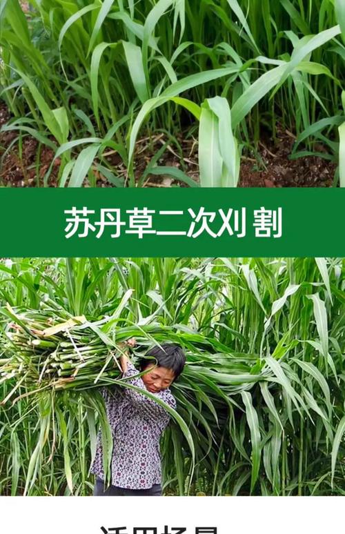 高丹草种子多少钱一斤?2025年最新价格参考 季节波动