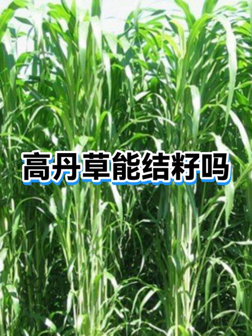 高丹草种子多少钱一斤?2025年最新价格参考 FAQ常见问题