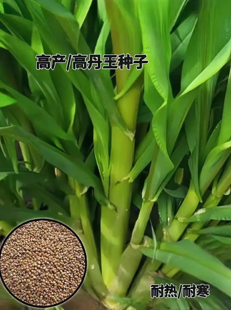 高丹草种子多少钱一斤?2025年最新价格参考 价格影响因素汇总表