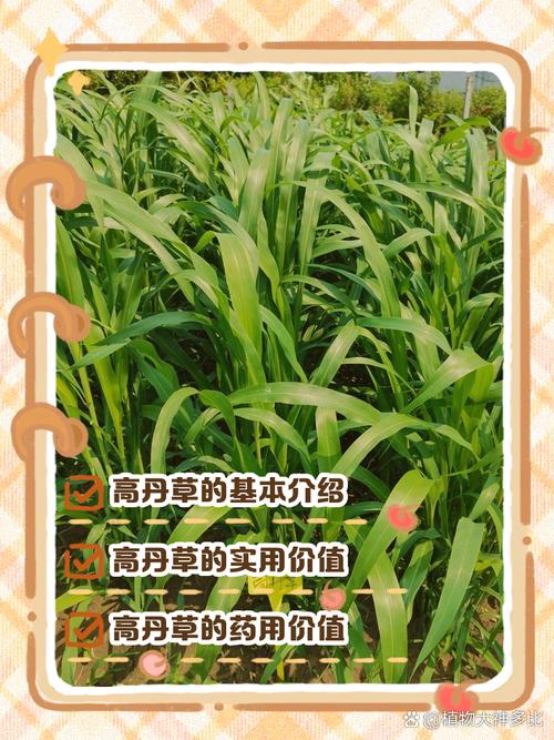 高丹草种子多少钱一斤?2025年最新价格参考 专属询价指南