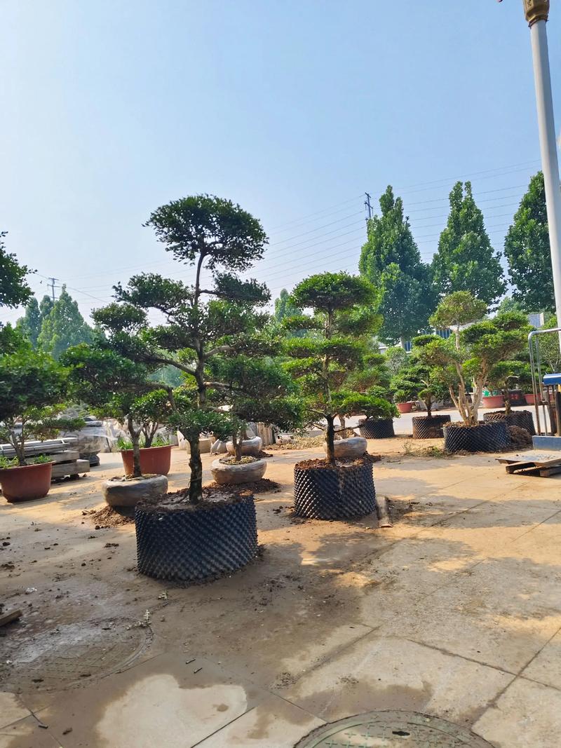 小叶黄杨树苗价格是多少?2026年最新市场报价与影响因素详解 规格是决定价格的第一要素