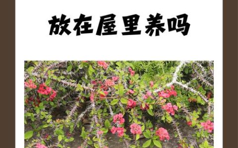 院子里种带刺的花好不好？从科学养护与安全角度全面分析