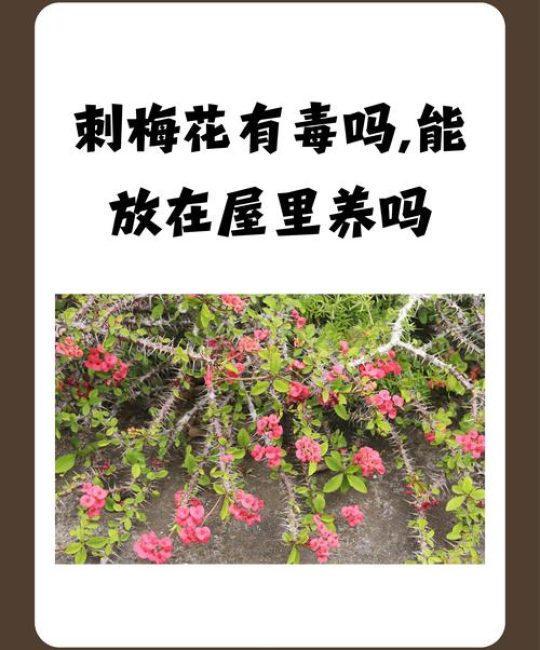院子里种带刺的花好不好？从科学养护与安全角度全面分析