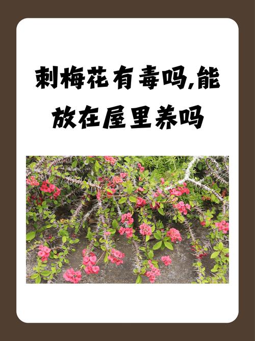 院子里种带刺的花好不好?从科学养护与安全角度全面分析 院子里种带刺的花好不好?从科学养护与安全角度全面分析