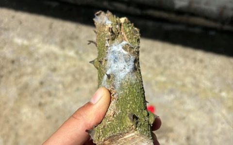 花椒树能做手串吗？园艺达人教你变废为宝