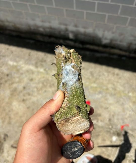 花椒树能做手串吗？园艺达人教你变废为宝