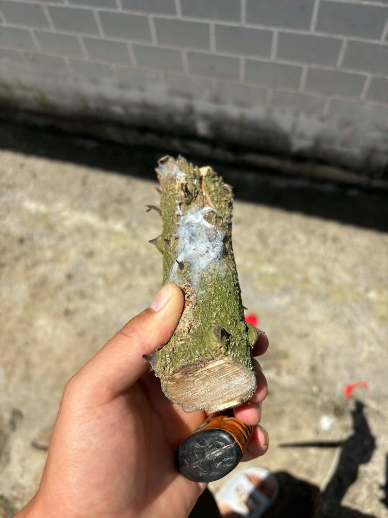 花椒树能做手串吗?园艺达人教你变废为宝 引言