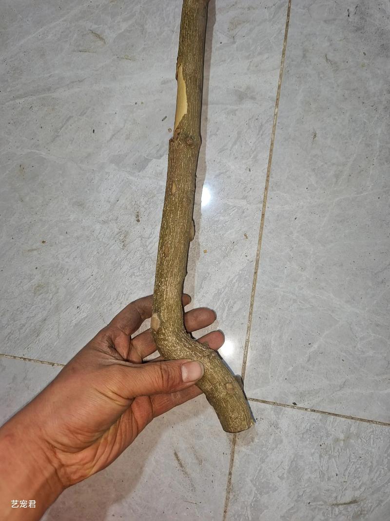花椒树能做手串吗?园艺达人教你变废为宝 五、保养与注意事项