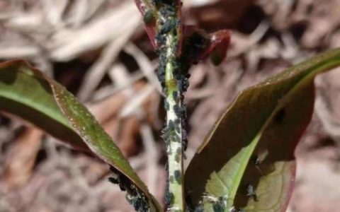 石榴树蚜虫防治权威指南：物理、生物与化学方法综合实战方案