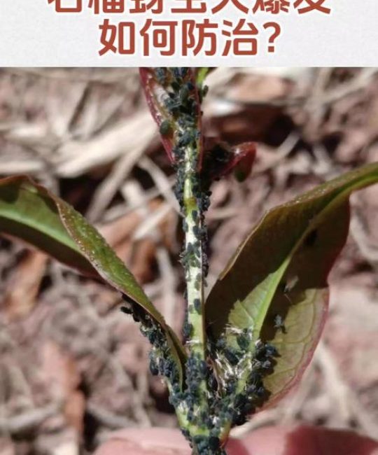 石榴树蚜虫防治权威指南：物理、生物与化学方法综合实战方案