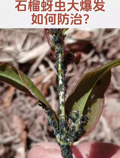 石榴树蚜虫防治权威指南:物理、生物与化学方法综合实战方案 蚜虫危害与关键防治时期:蚜虫吸食嫩叶幼果,导致叶片卷曲和煤污病,花期至幼果期为防治黄金窗口