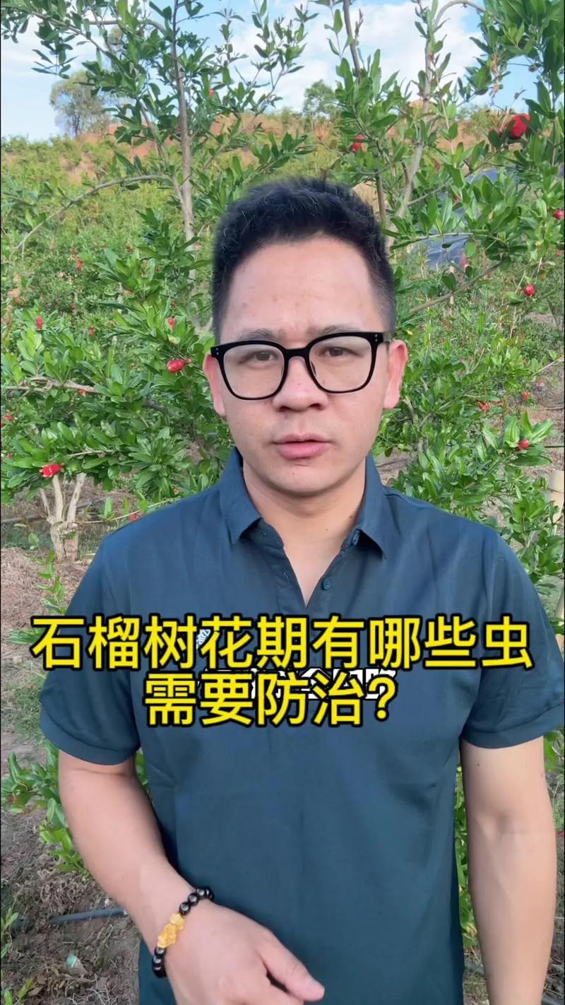 石榴树蚜虫防治权威指南:物理、生物与化学方法综合实战方案 总结验证:通过“预防为主、综合防治”策略,可有效控制蚜虫危害