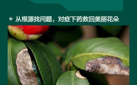 茶花叶子掉光了怎么救？从根源到急救，3步恢复生机