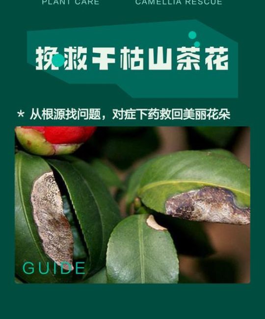 茶花叶子掉光了怎么救？从根源到急救，3步恢复生机