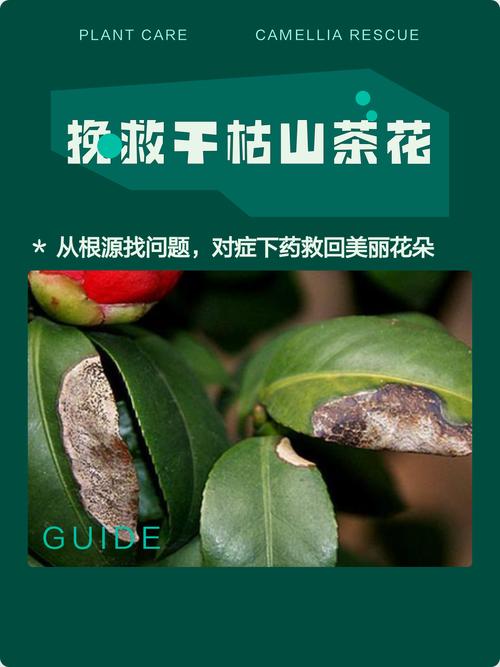 茶花叶子掉光了怎么救?从根源到急救,3步恢复生机 茶花品种基础档案