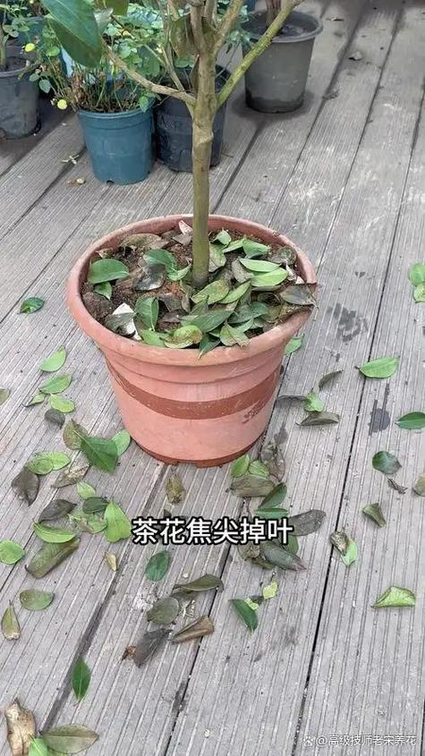 茶花叶子掉光了怎么救?从根源到急救,3步恢复生机 光照与水肥精准方案(针对掉叶急救)