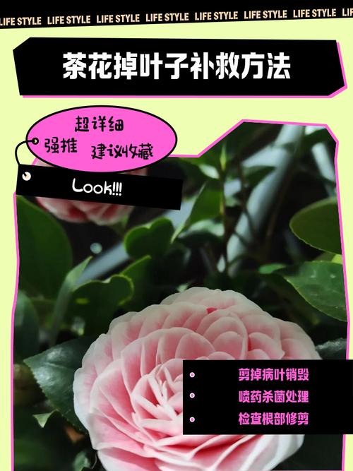 茶花叶子掉光了怎么救?从根源到急救,3步恢复生机 越冬与越夏管理(急救后恢复期)
