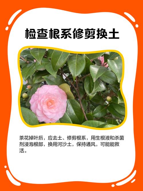 茶花叶子掉光了怎么救?从根源到急救,3步恢复生机 盆栽/地栽选择决策