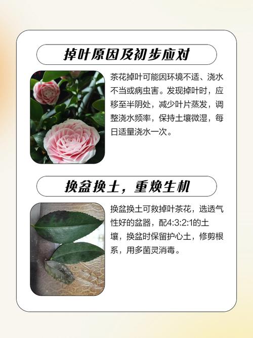 茶花叶子掉光了怎么救?从根源到急救,3步恢复生机 FAQ