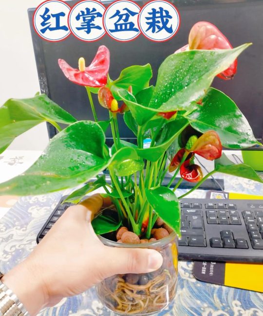 红掌是水培好还是土培好？专家深度对比与最佳养护指南