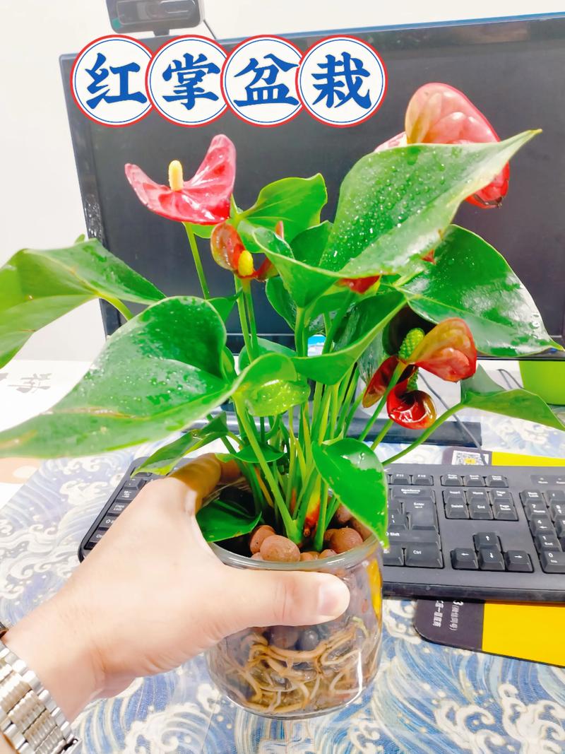 红掌是水培好还是土培好?专家深度对比与最佳养护指南 红掌是水培好还是土培好?专家深度对比与最佳养护指南