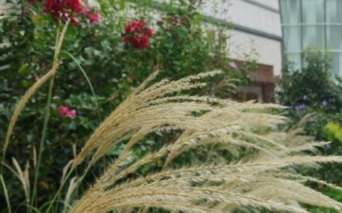 菅芒花是芦苇吗？两者形态、生态与景观应用的全面对比