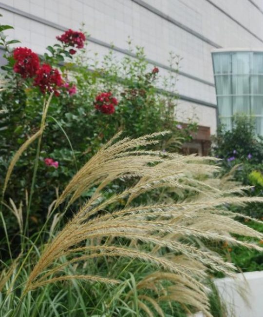 菅芒花是芦苇吗？两者形态、生态与景观应用的全面对比