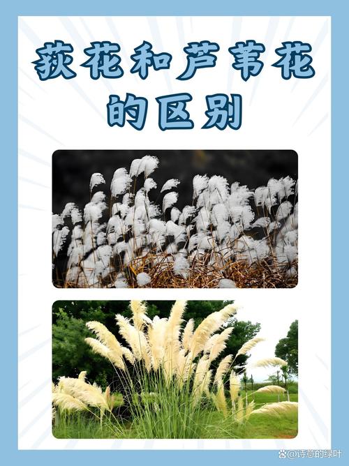 菅芒花是芦苇吗?两者形态、生态与景观应用的全面对比 常见配置误区与正确做法