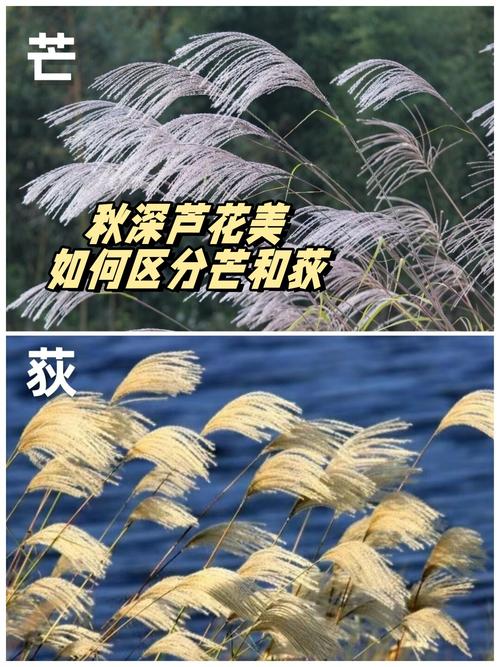 菅芒花是芦苇吗?两者形态、生态与景观应用的全面对比 如何快速区分菅芒花和芦苇