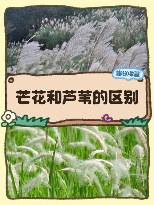 菅芒花是芦苇吗?两者形态、生态与景观应用的全面对比 扩繁控制与越冬管理