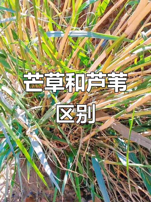 菅芒花是芦苇吗?两者形态、生态与景观应用的全面对比 景观配置与生态功能推荐清单