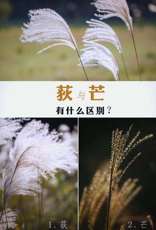菅芒花是芦苇吗?两者形态、生态与景观应用的全面对比 常见问题解答(FAQ)