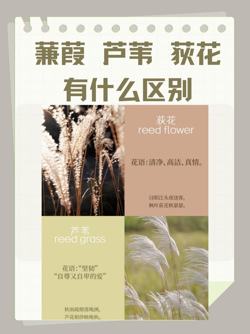菅芒花是芦苇吗?两者形态、生态与景观应用的全面对比 总结