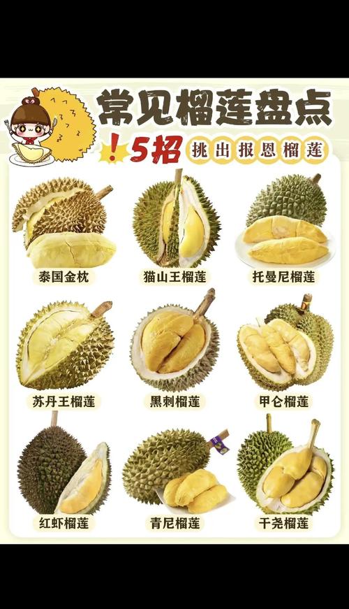 榴莲分多少种?——园艺视角下的品种全解析 四、按园艺性状分类:种植者必知的关键指标
