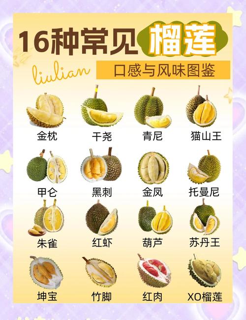 榴莲分多少种?——园艺视角下的品种全解析 结语:园艺爱好者的选择建议