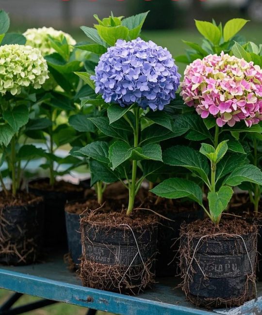 绣球花一般几年寿命？详解品种、养护与长寿秘诀