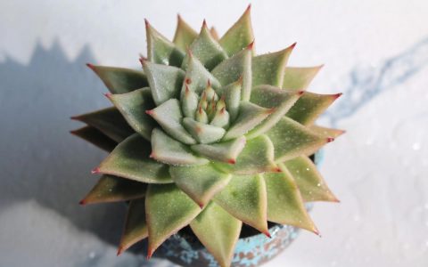 揭秘多肉乌木之最：什么乌木最值钱？品质与价值全解析