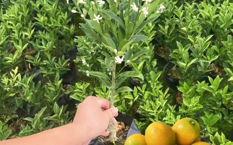 脆蜜金柑苗多少钱1株？2025年最新价格参考与5大影响因素分析