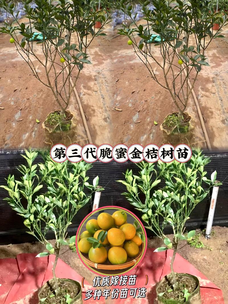 脆蜜金柑苗多少钱1株?2025年最新价格参考与5大影响因素分析 季节影响:春季是价格洼地