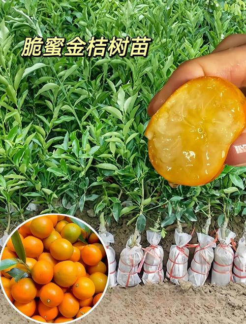 脆蜜金柑苗多少钱1株?2025年最新价格参考与5大影响因素分析 咨询指南:如何获取最精准的报价?