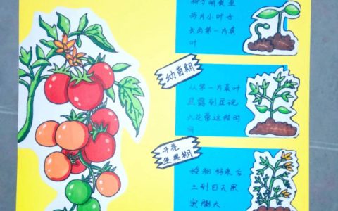 种子怎么来的——从花朵到新生命的奇妙旅程