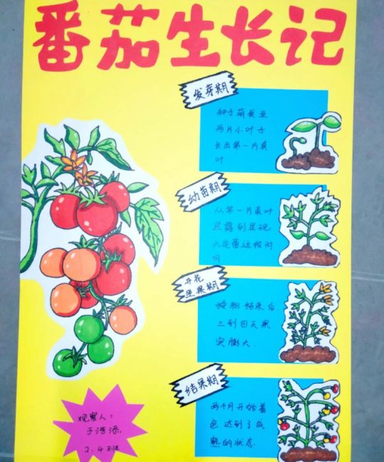 种子怎么来的——从花朵到新生命的奇妙旅程