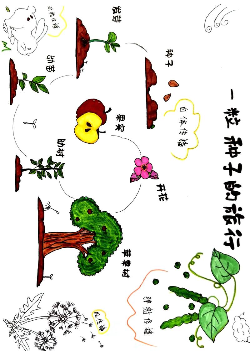 种子怎么来的——从花朵到新生命的奇妙旅程 二、从胚珠到种子:果实与种子的成熟