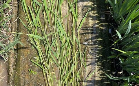 芦苇每年都要种吗？挺水植物一次种植多年受益的养护真相