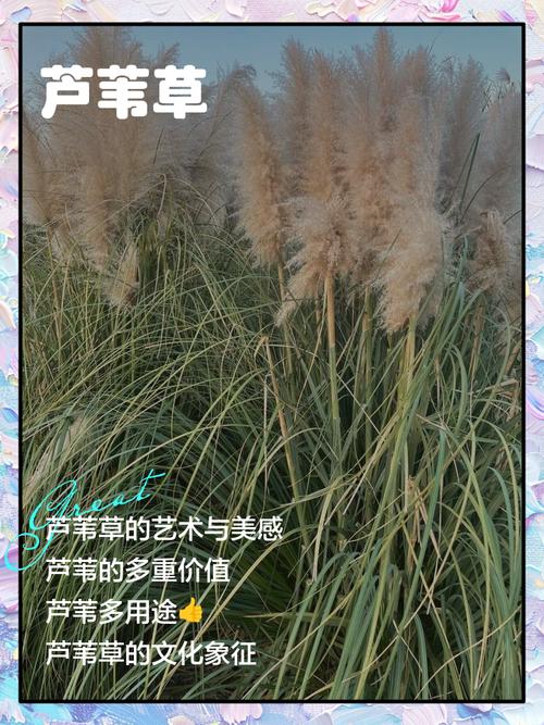 芦苇每年都要种吗?挺水植物一次种植多年受益的养护真相 越冬管理:自然越冬与人工保护方案