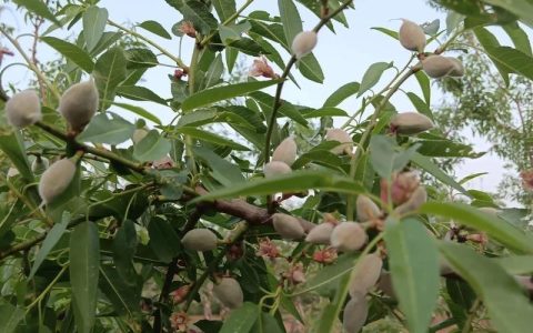 巴旦木绿植怎么养？家庭盆栽六个养护要点，让果树也能在阳台安家