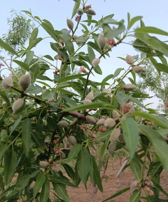 巴旦木绿植怎么养？家庭盆栽六个养护要点，让果树也能在阳台安家
