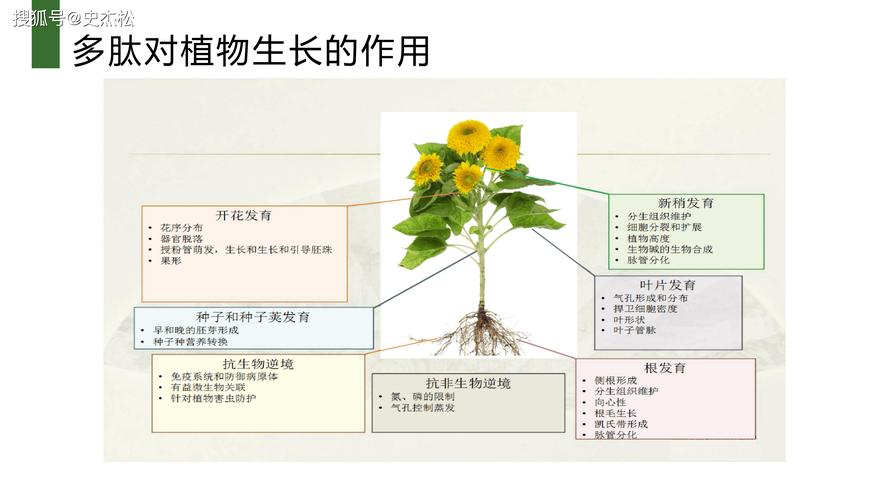 植物肽的作用是什么?园艺应用与健康功效全面解读 植物肽对人体健康的潜在功效