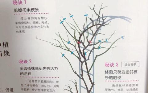 爬藤月季怎么修剪？从休眠期到花后的完整养护指南