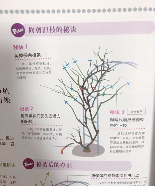 爬藤月季怎么修剪？从休眠期到花后的完整养护指南